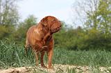 DOGUE DE BORDEAUX 015